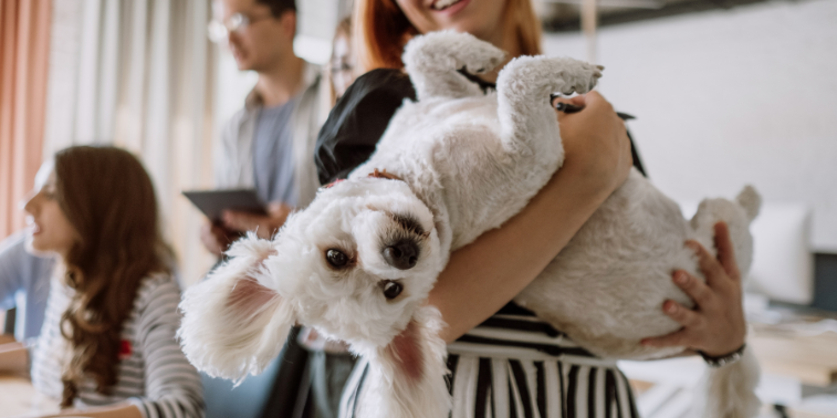 Pet-Friendly Apartment Rentals