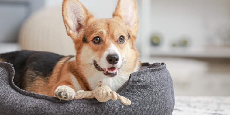 pet in a rented home